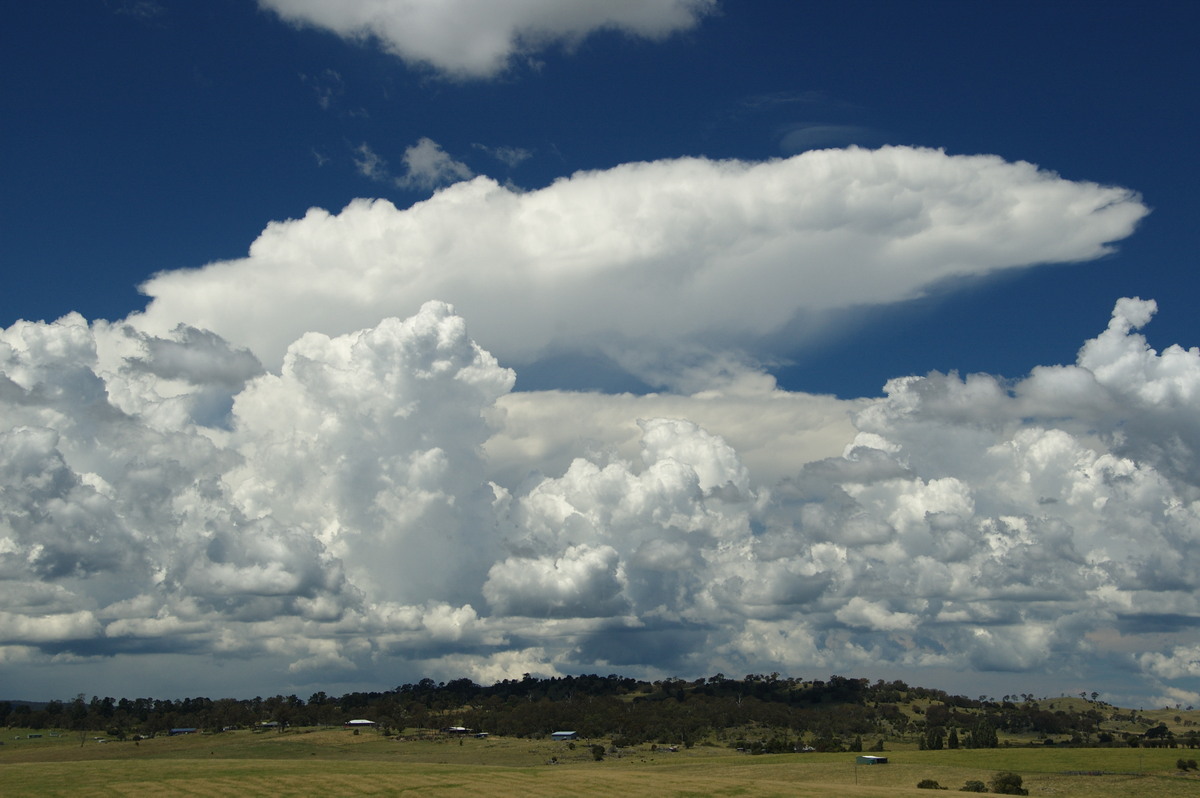 cumulus congestus : Tenterfield, NSW   24 January 2009