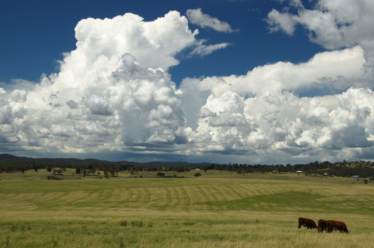 cumulus congestus : Tenterfield, NSW   24 January 2009