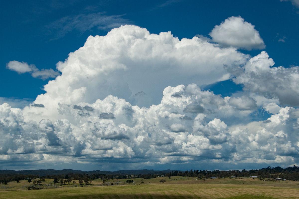 cumulus congestus : Tenterfield, NSW   24 January 2009