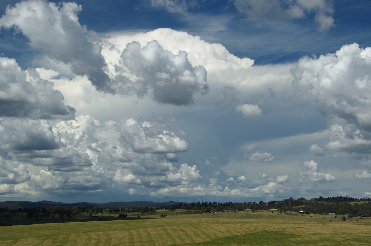 cumulus mediocris : Tenterfield, NSW   24 January 2009