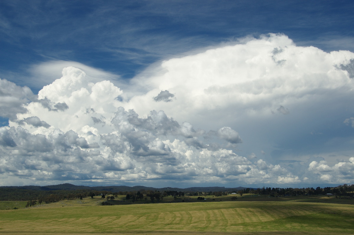 thunderstorm cumulonimbus_calvus : Tenterfield, NSW   24 January 2009