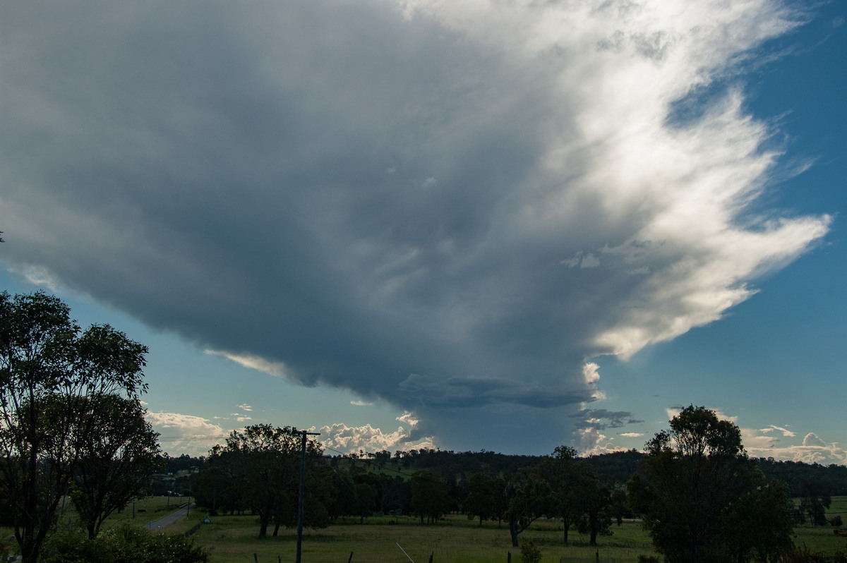 favourites michael_bath : Spring Grove, NSW   15 March 2009