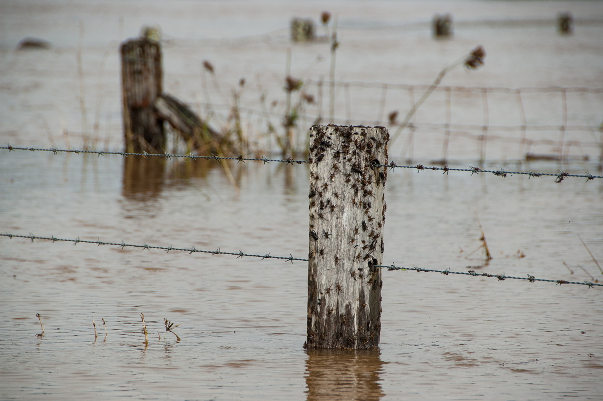 flashflooding flood_pictures : McLeans Ridges, NSW   22 May 2009