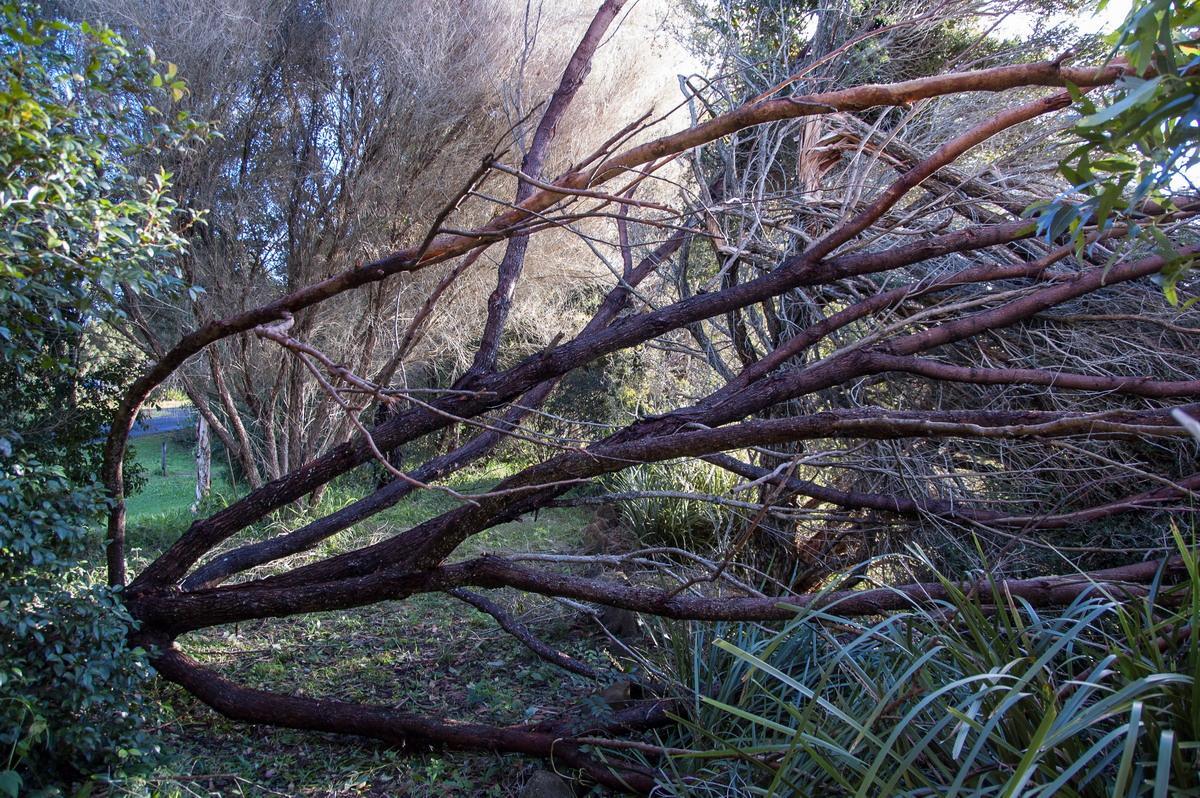 disasters storm_damage : McLeans Ridges, NSW   22 May 2009