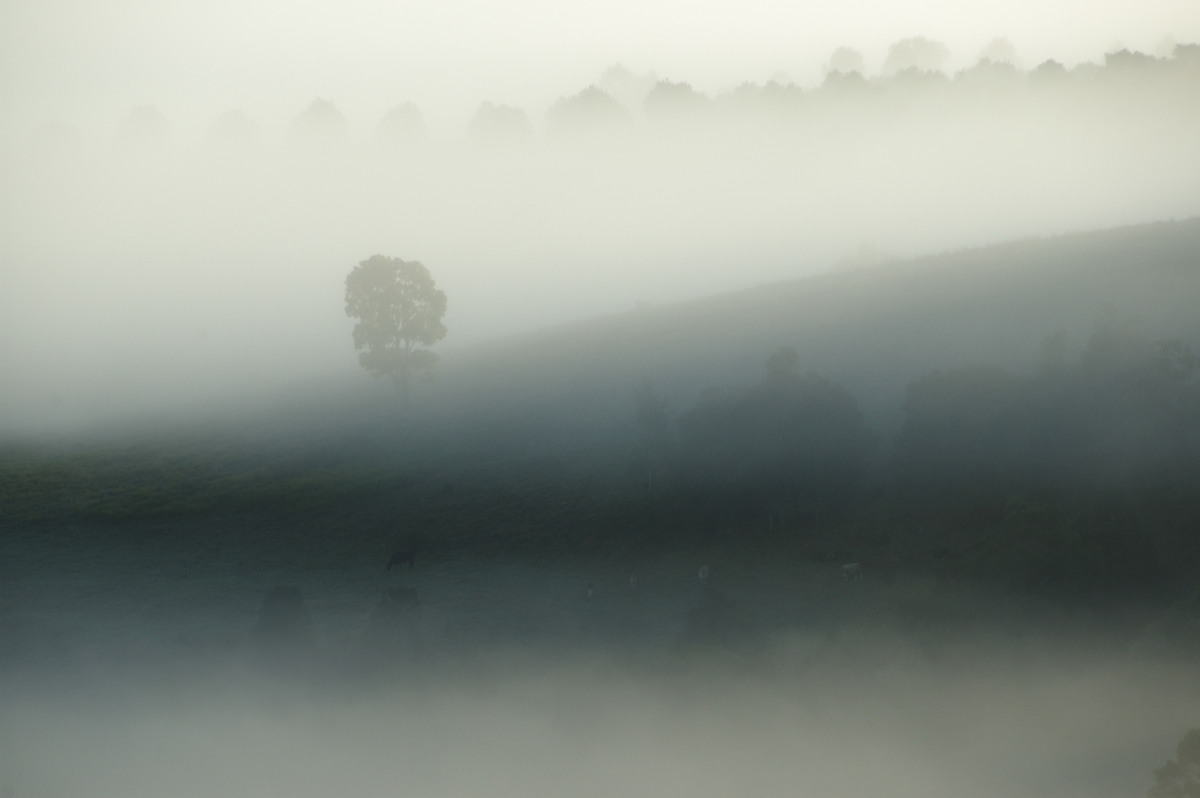 fogmist fog_mist_frost : McLeans Ridges, NSW   28 May 2009