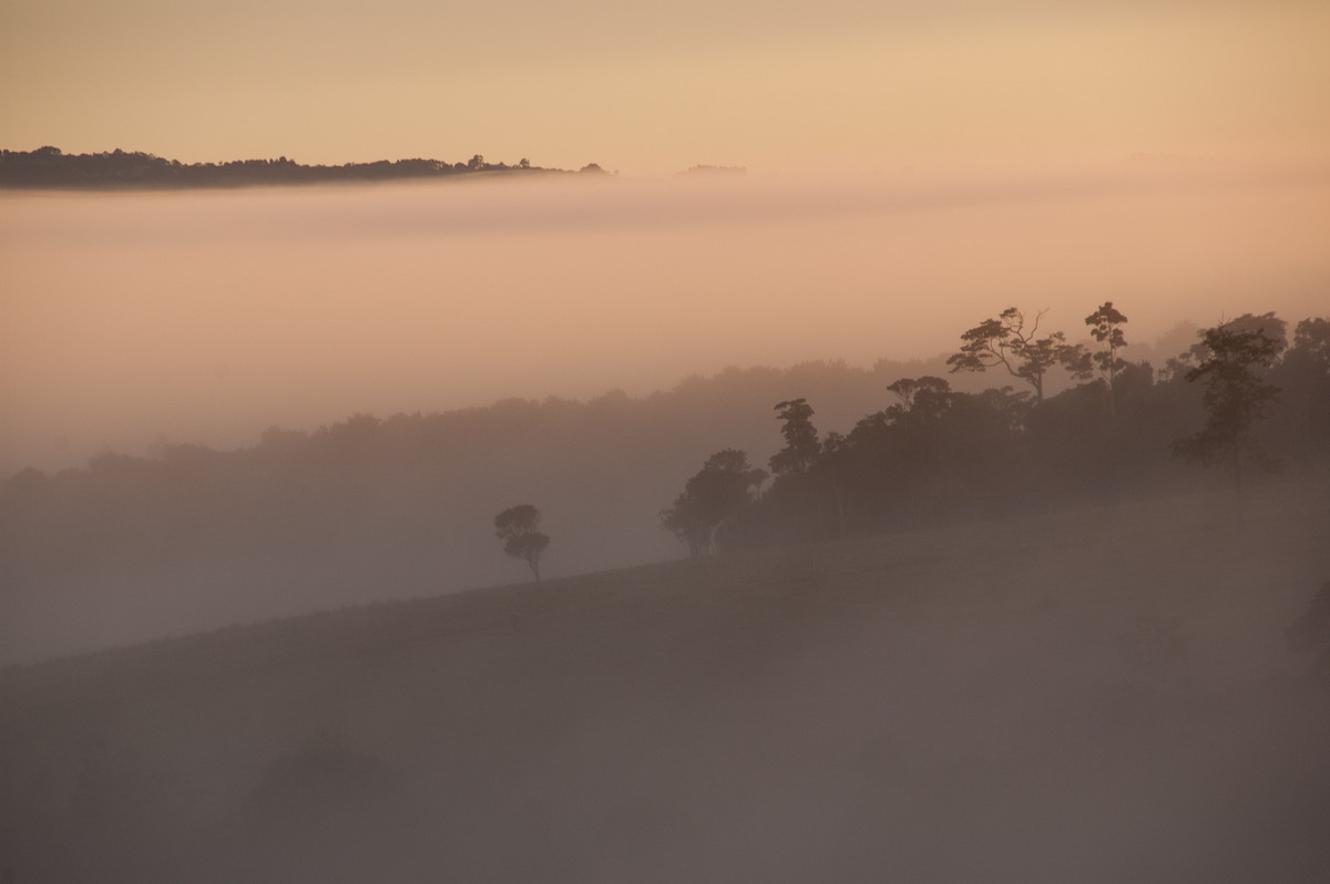 fogmist fog_mist_frost : McLeans Ridges, NSW   5 June 2009