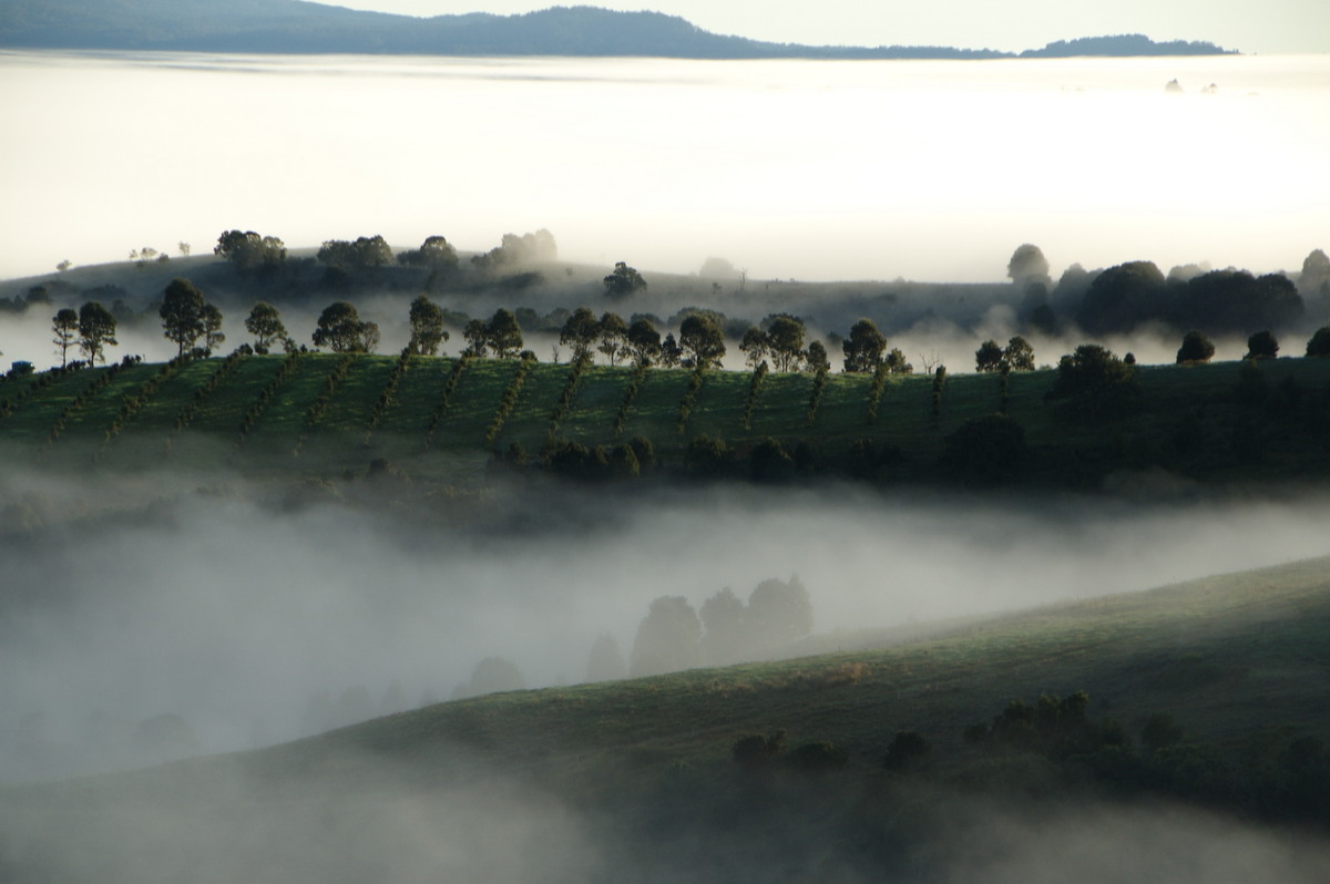 fogmist fog_mist_frost : McLeans Ridges, NSW   5 June 2009