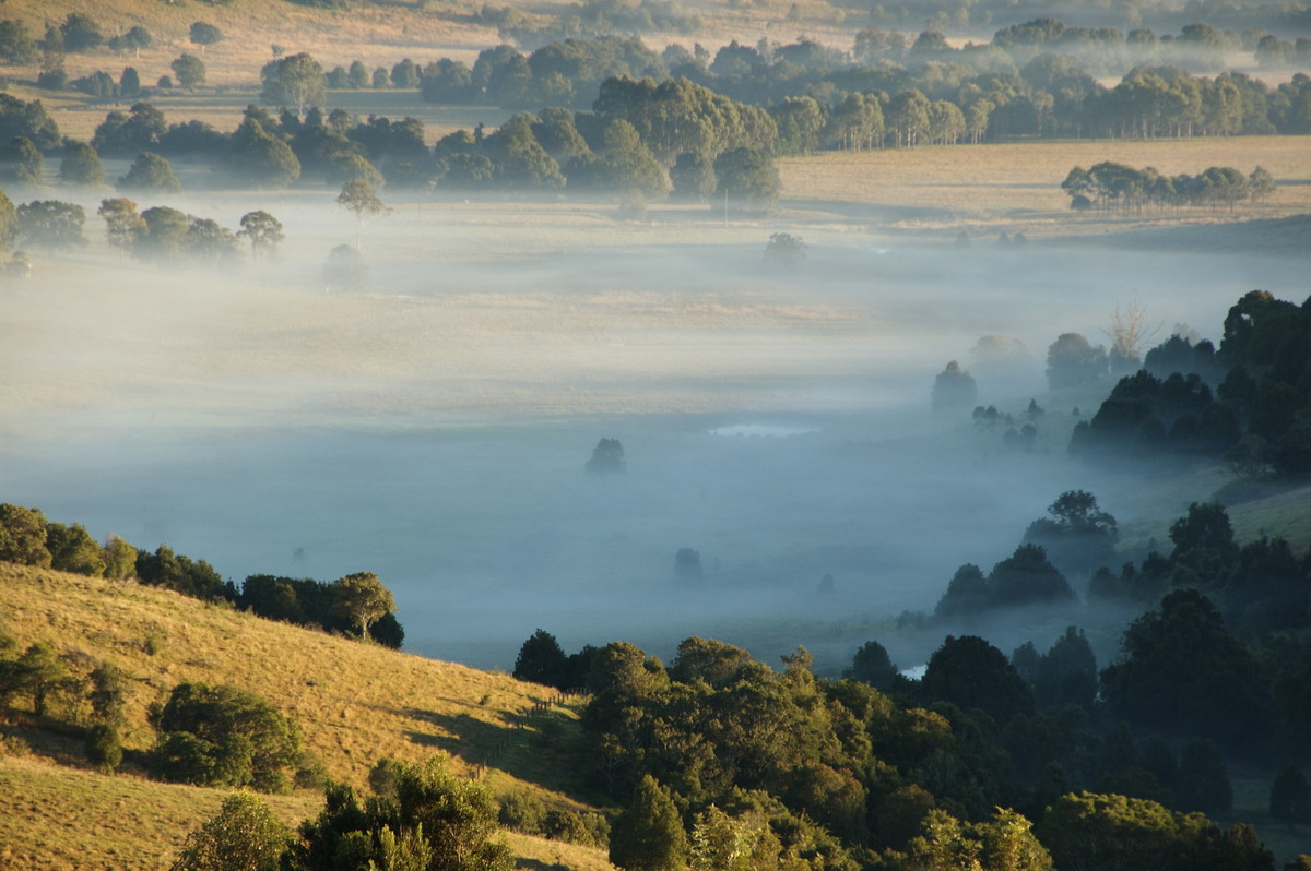 fogmist fog_mist_frost : McLeans Ridges, NSW   16 June 2009