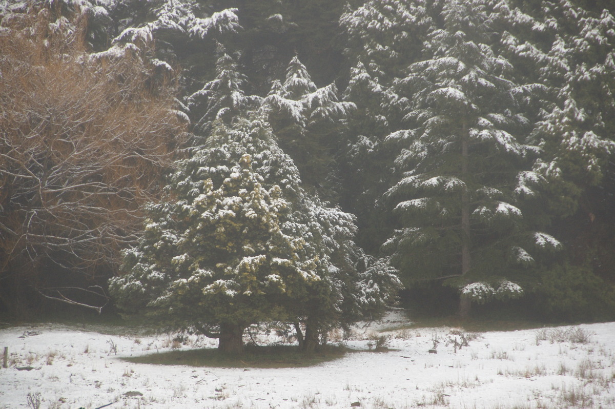 snow snow_pictures : Ben Lomond, NSW   16 July 2009