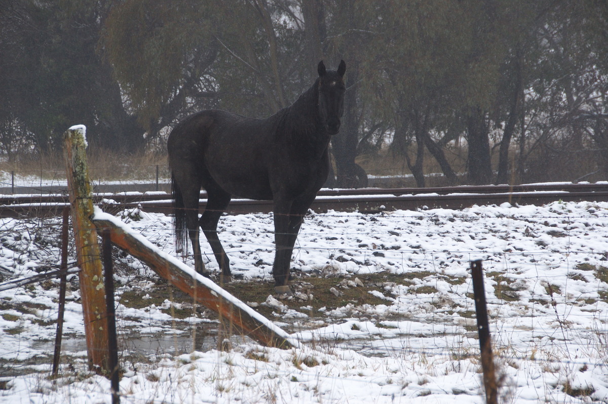 snow snow_pictures : Ben Lomond, NSW   16 July 2009