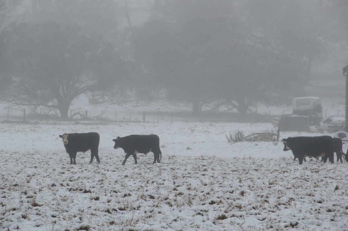 snow snow_pictures : Ben Lomond, NSW   16 July 2009