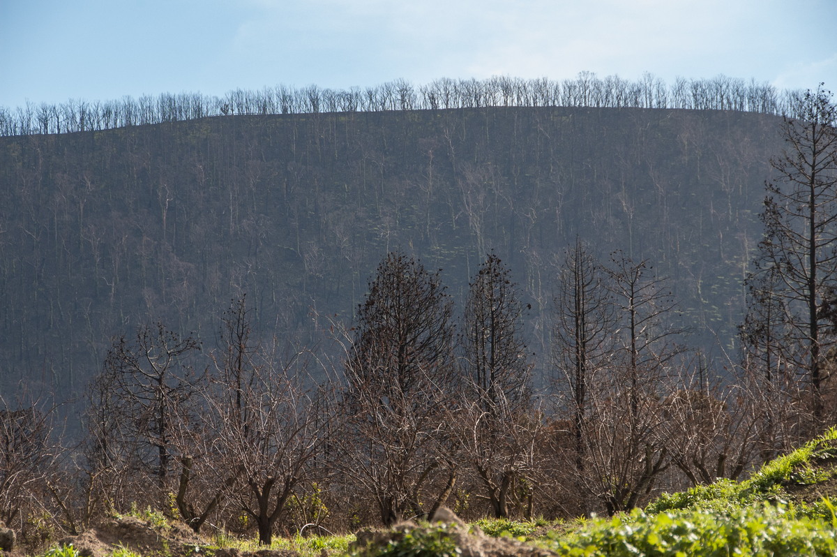 bushfire wild_fire : Strathewen, VIC   5 August 2009