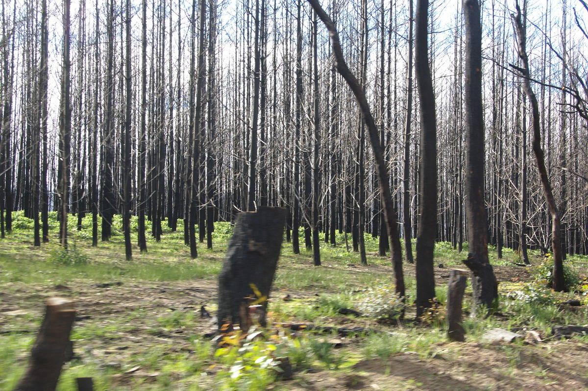 bushfire wild_fire : Strathewen, VIC   5 August 2009