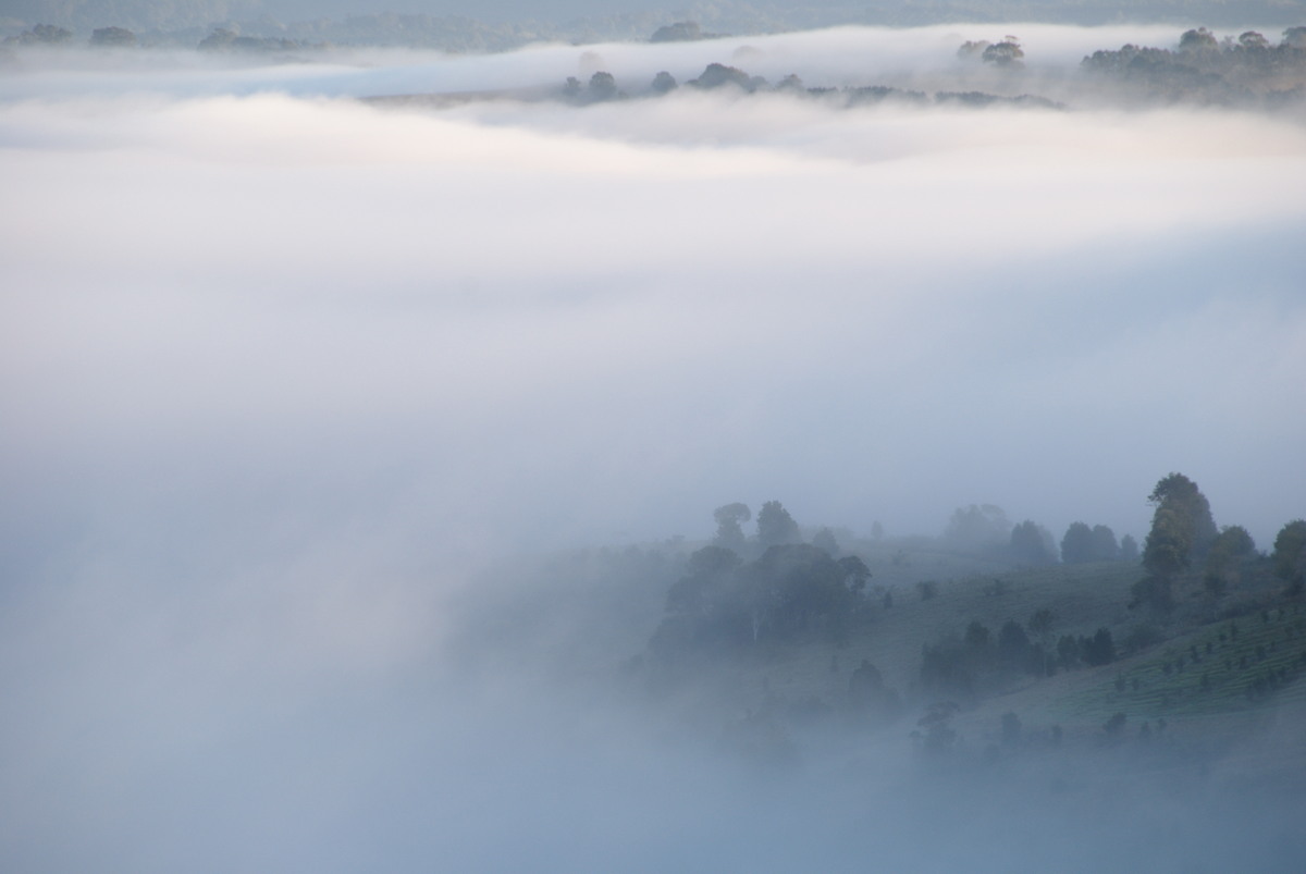 fogmist fog_mist_frost : McLeans Ridges, NSW   14 August 2009