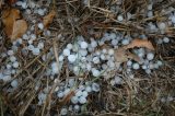 Australian Severe Weather Picture