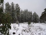 snow_pictures