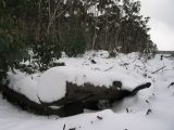 snow_pictures