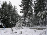 snow_pictures