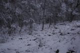 snow_pictures