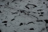 snow_pictures