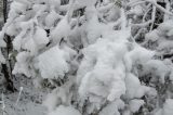 snow_pictures